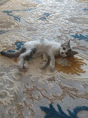 кошки сиамская: Котёнок в добрые руки. Милый домашний котёнок с бело-серым окрасом и — 4