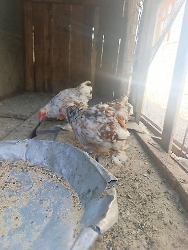 quslar haqqinda melumat: Koxin beçələr 5 aylıqdılar qiymət birinə aiddi sağlamdılar — 9