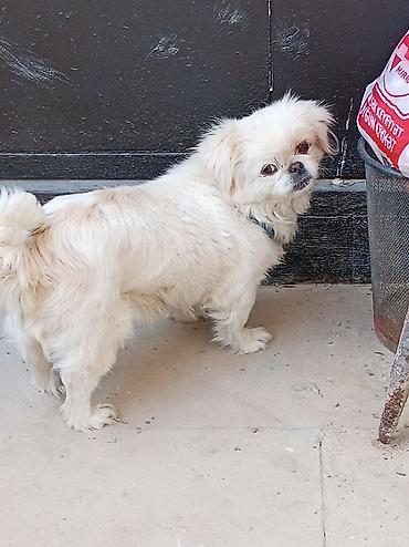 İtlər: Pekines — 5