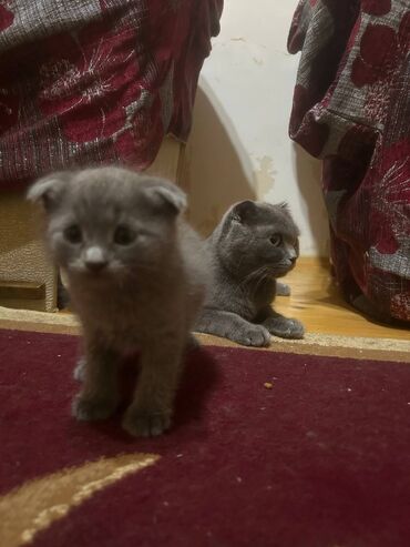 шотландские вислоухие коты: Şotland lalafo.az -da шотландские вислоухие коты: Şotland