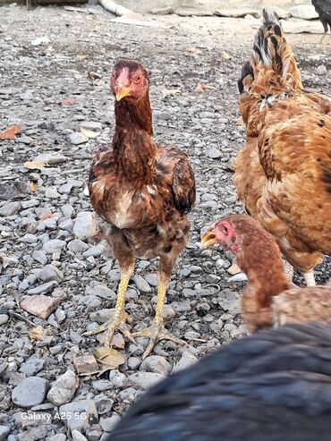 Toyuqlar: Heyratı çolpalar super cins,cavan saglam heyvanlardi -da lalafo.az — 5 Toyuqlar: Heyratı çolpalar super cins,cavan saglam heyvanlardi — 5