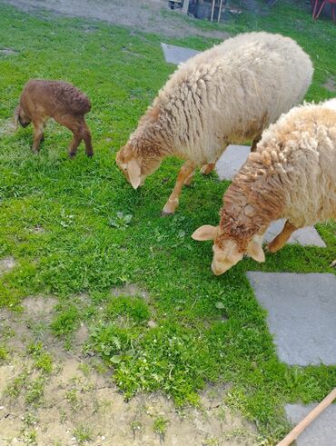 кармушки для овец: Продаю | Овца (самка), Ягненок | Полукровка, Арашан | Для разведения | Матка