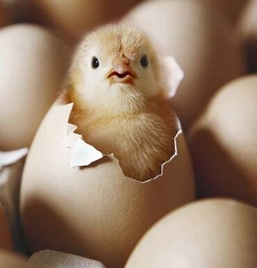 Инкубационные яйца домашних кур