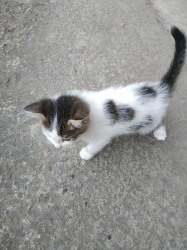 балинезийская кошка: Отдам котёнка от домашней кошки в добрые руки, возраст два месяца