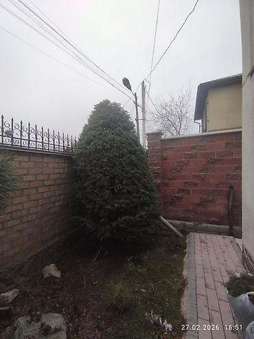 Спил деревьев, заготовка дров: Обрезка деревьев!!! Сезонная обрезка плодовых деревьев!!! Зима — 27