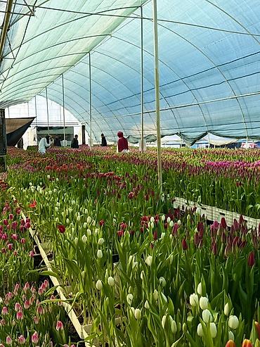 Букеты из живых цветов: Тюльпаны — предзаказ - Срезанные тюльпаны из теплицы, аккуратные at lalafo.kg — 2 Букеты из живых цветов: Тюльпаны — предзаказ - Срезанные тюльпаны из теплицы, аккуратные — 2