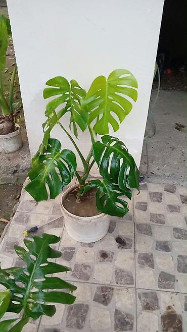 torf: Monstera deliciosa (pəncərəçiçəyi) – dekorativ otaq bitkisi - Növ — 1