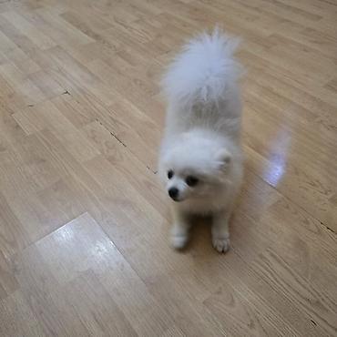 pomeranian mini: Şpitz, 7 ay, Erkək, Ünvandan götürmə — 3