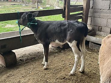 Коровы, быки: Продаю | Бык (самец), Тёлка | Для разведения — 12