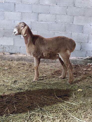 Бараны, овцы: Продаю | Баран (самец) | Для разведения | Племенные — 3