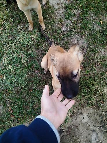 животные собаки: 🐾 Ищем добрые и любящие семьи для щенков! 🐾 5 замечательных щенков — 2 — 10
