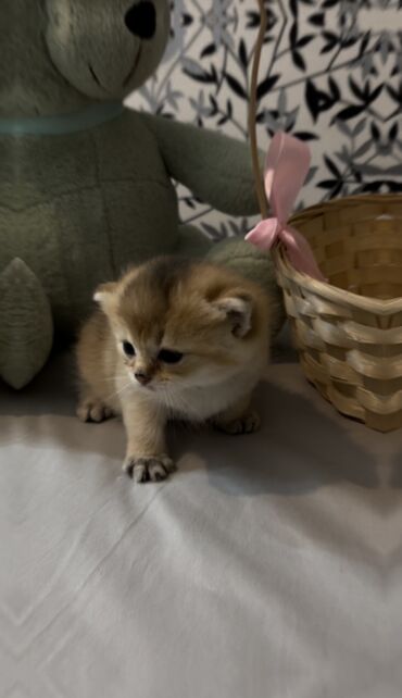 Pişiklər: Şinşilla, Dişi, Erkək, Ünvandan götürmə, Ödənişli çatdırılma — 2