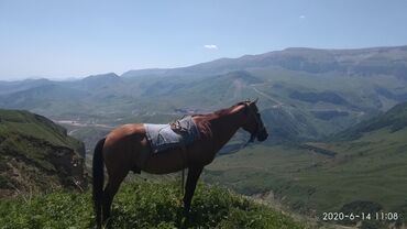 qarabağ atı satılır v Azərbaycan | Xalçalar: Bütün işləri göre bilen atdı. Əsl dalaşqan