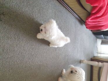 Cute Maltese puppies available for free adoption Two Lovely Maltese