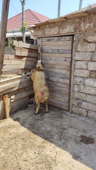 qurbanlıq quzular: Quzu, Erkək, ay: 1, 29 kq, Ətlik, Ünvandan götürmə