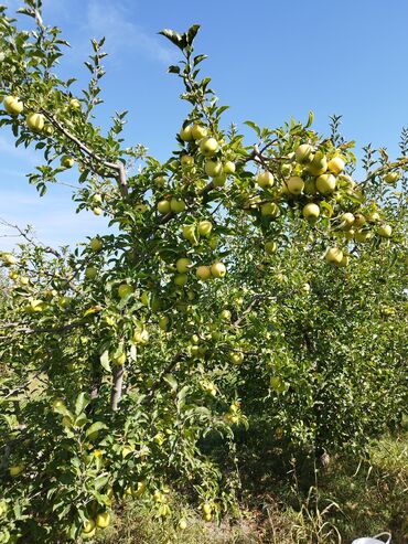 bileceride ucuz torpaq satilir: 50 sot, Kənd təsərrüfatı, Mülkiyyətçi, Bələdiyyə