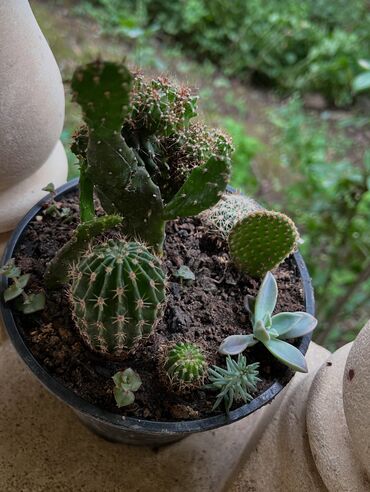 Otaq bitkiləri: Her nov guler var endirimnen verecem Gencedi istiyen yazsin satiş -da lalafo.az — 10 Otaq bitkiləri: Her nov guler var endirimnen verecem Gencedi istiyen yazsin satiş — 10