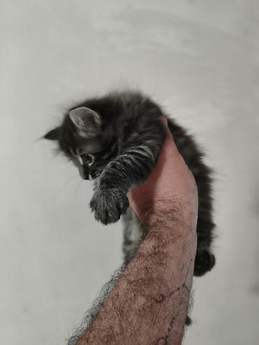 Pişiklər: Yaxşı əllərə — 7