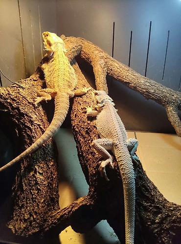 коряга: Бородатые агамы (Pogona vitticeps) — яркие морфы Описание: - Домашние — 3