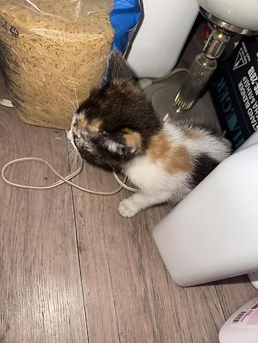 черепаховая кошка: Котёнок трёхцветный (черно‑рыже‑белый), короткошёрстный. Компактного — 1