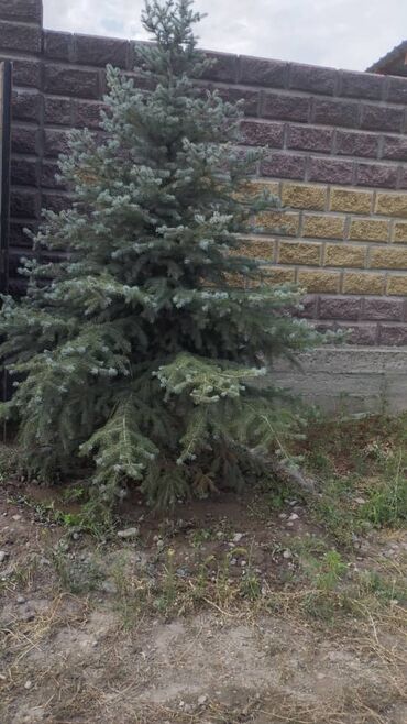 Спил деревьев, заготовка дров: Обрезка деревьев!!! Сезонная обрезка плодовых деревьев!!! Зима — 2