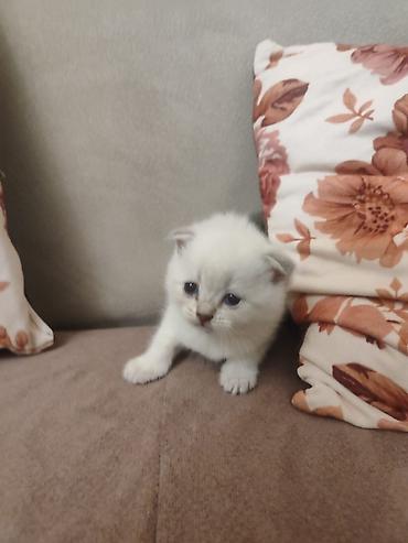 Pişiklər: Britan, Dişi — 19