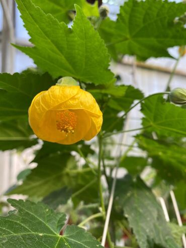 Садовые цветы и кустарники: Абутулионы — 7