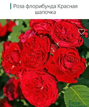 Роза: Саженцы — 42