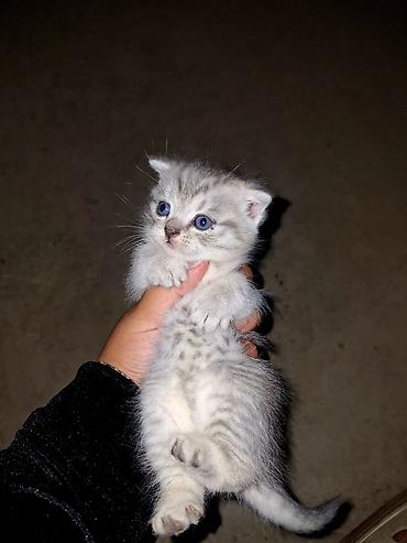 Котёнок серебристого окраса. - Малыш с голубыми глазами и короткой
