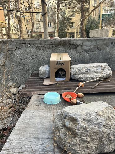 sahiblenmek: Dişi, Yaxşı əllərə, Pulsuz çatdırılma