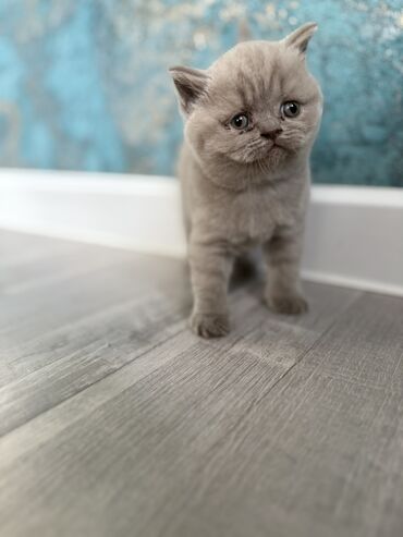 карова дойных: Шотландские вислоухие котята(остался один котенок-девочка)