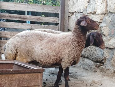 Gəmiricilər: Təmiz qala sortudular iksidə disidir cavan cekili iri həyvanlardir