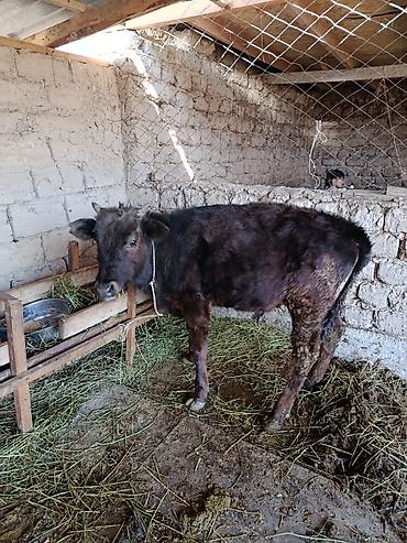 Коровы, быки: Продаю | Бык (самец) | Абердин-ангус — 4