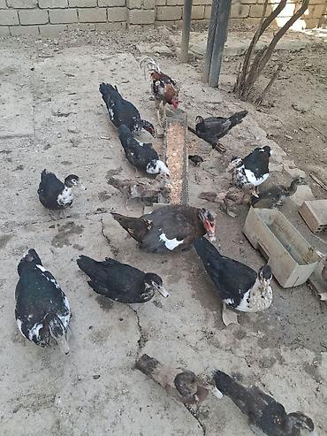 Утки: 5 ədəd 5 aylıq ( 3 ü erkək) 9 ədəd 3 aylıq ( 5i karičnividi) 2 bir il — 8