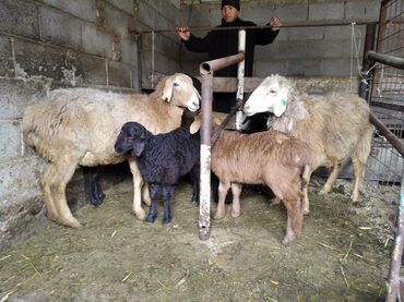 Бараны, овцы: Продаю | Овца (самка), Ягненок | Арашан | Для разведения | Котные, Матка