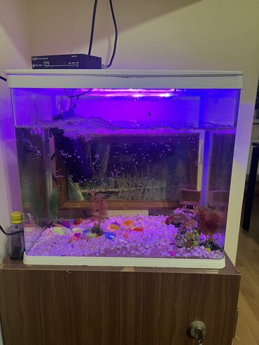 Akvariumlar: Akvaryum komplekti İçində 2 ədəd pilesos balıqla birlikdə satılır — 2