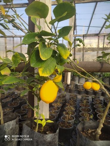 limon duzu qiymeti: Ordubad limonu