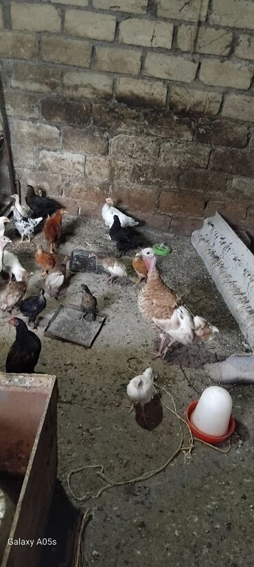 it satiram 50 manat: Dişi, Damazlıq, Ünvandan götürmə