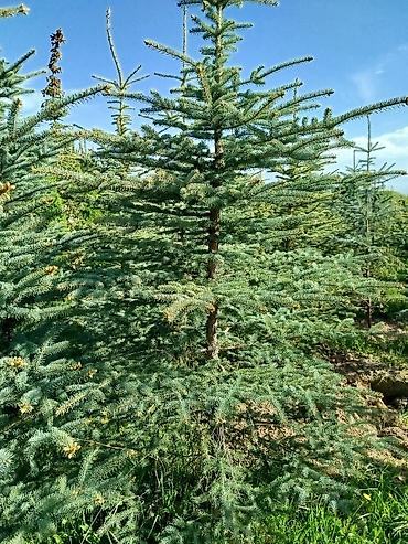 Берёза: Саженцы Платная доставка — 21