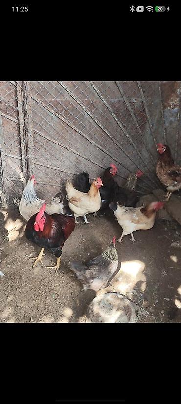 kənd colpası satışı: 🐔 YUMURTUYAN TOYUQLAR SATILIR! 🥚 10 ədəd yumurtuyan toyuqdur. Toyuqun — 4