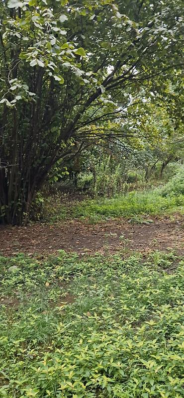 Torpaq sahələrinin satışı: 85 sot, Kənd təsərrüfatı, Mülkiyyətçi, Kupça (Çıxarış) — 9