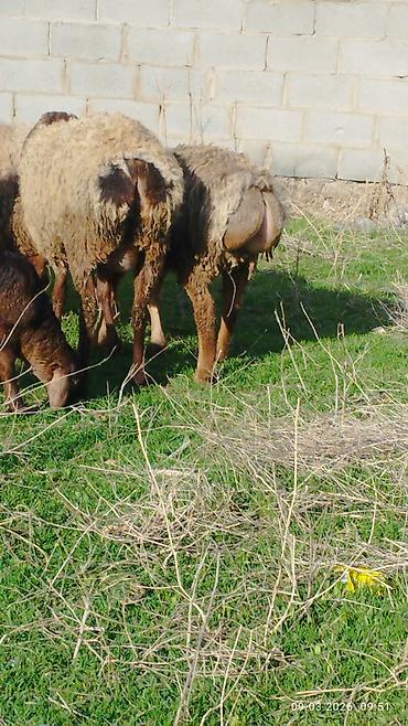 Баран, овца: Продаю | Овца (самка) | Для разведения | Матка — 1