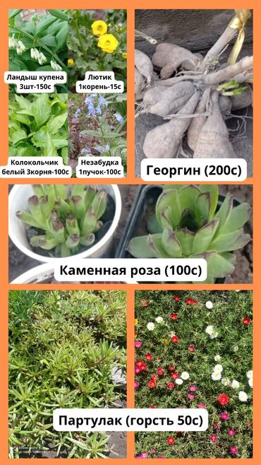 продам мёд: Продаю цветы разные варианты