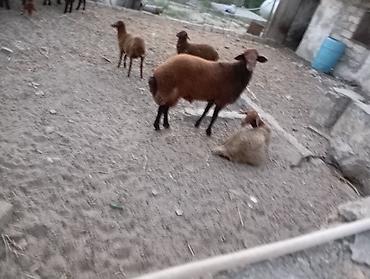 Mal-qara: Erkək, il: 1, Ətlik, Ünvandan götürmə — 6