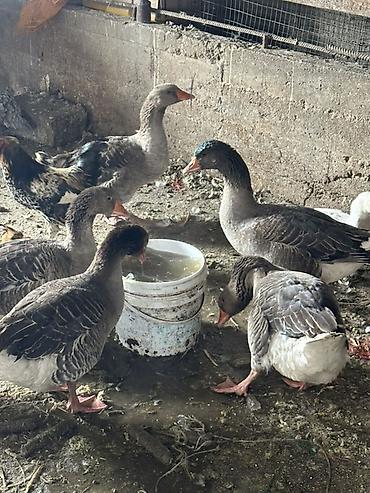 Другие с/х животные: Гуси домашние, серые и белые, молодые особи. Порода Линда 21 голова в — 3