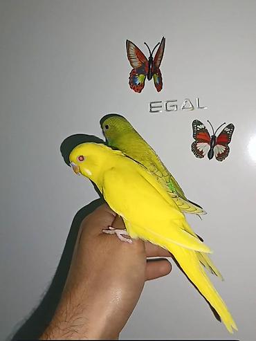 neon balığı: Satilir bala ve ələ yatqın quslar. Aktiv ve sağlamdirlar.unvan Nesimi — 1