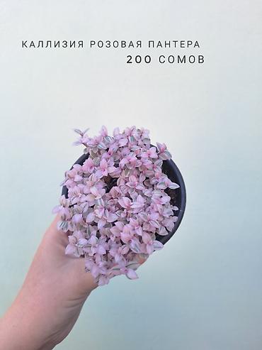 растения комнатные: 💚 Комнатные растения (детки/молодые растения). 🪴 Названия и цены — 6
