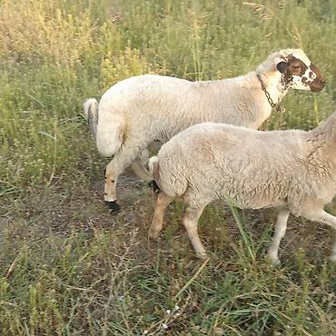 K/t heyvanları və malları: 1erkey toxlu yaw yarimliq 3 eded de ana qoyun 2cavan biri orta yawli — 4