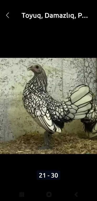 Toyuqlar: Toyuq, Damazlıq, Pulsuz çatdırılma -da lalafo.az — 12 Toyuqlar: Toyuq, Damazlıq, Pulsuz çatdırılma — 12