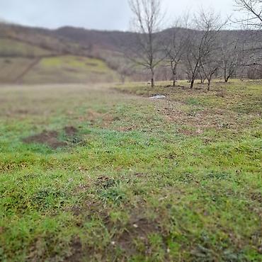 Torpaq sahələrinin satışı: Kənd təsərrüfatı — 8